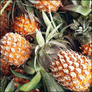 PINEAPPLE 3