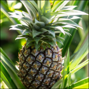PINEAPPLE 6