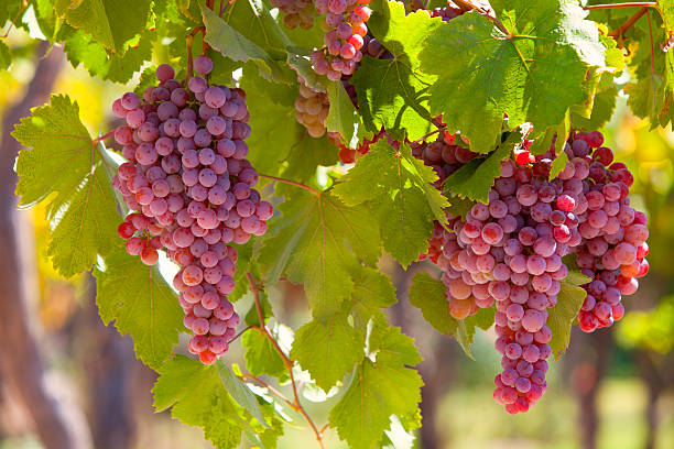 GRAPE RED grapes on vineyard