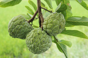 close up sugar apple in the garden