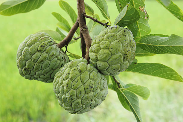 close up sugar apple in the garden