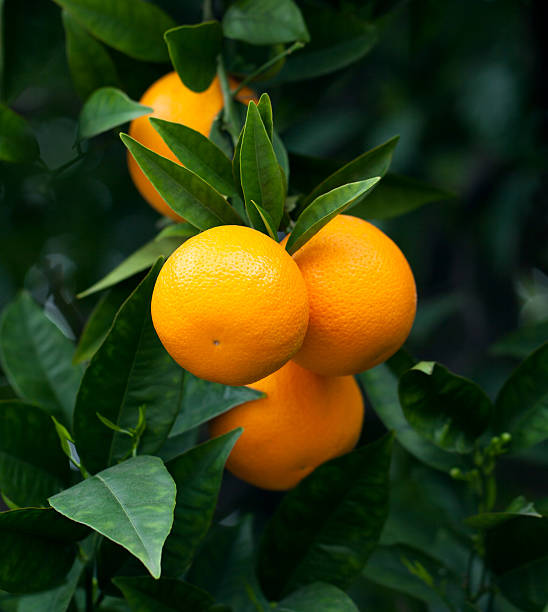ORANGE ripe oranges hanging on a tree