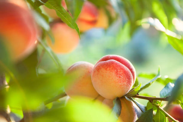 PEACH sweet peach fruits growing on a peach tree branch